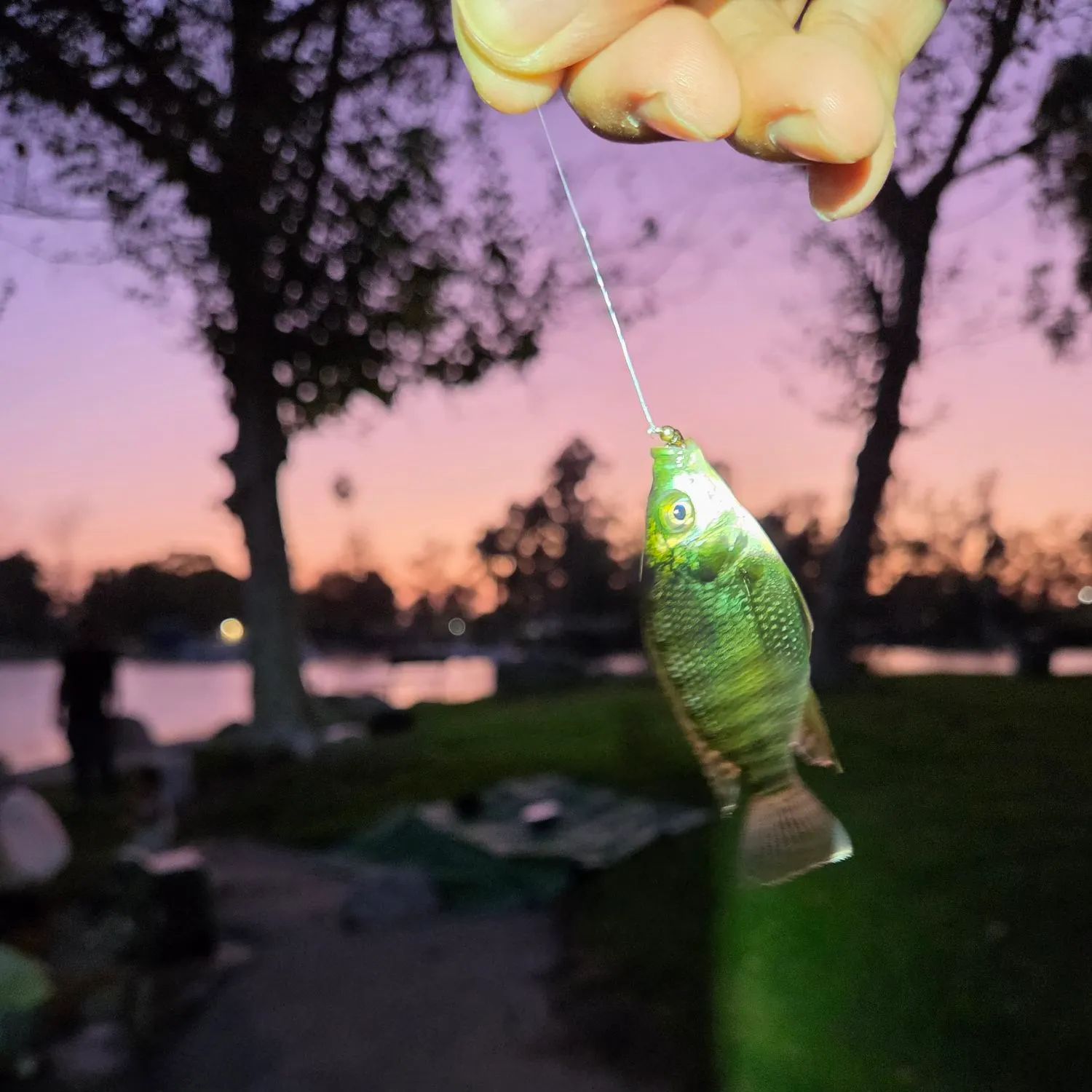 The most recent Redbelly tilapia catches on Fishbrain