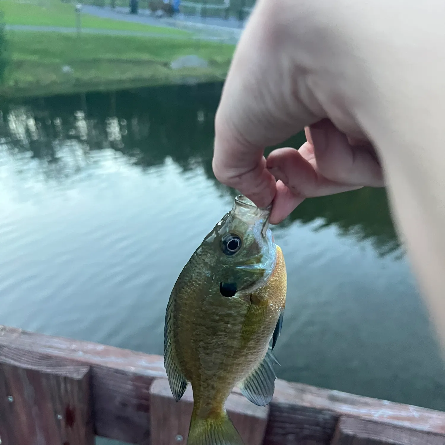Bluegill caught on Fishbrain