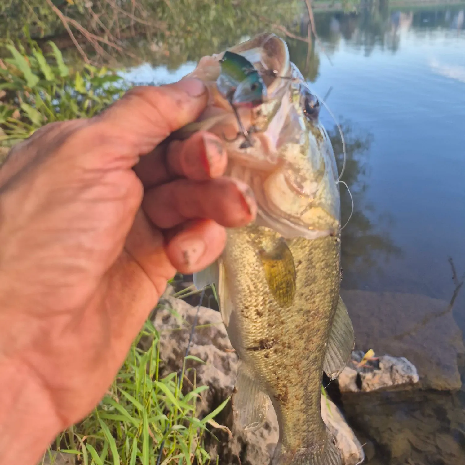 Largemouth bass caught on Fishbrain