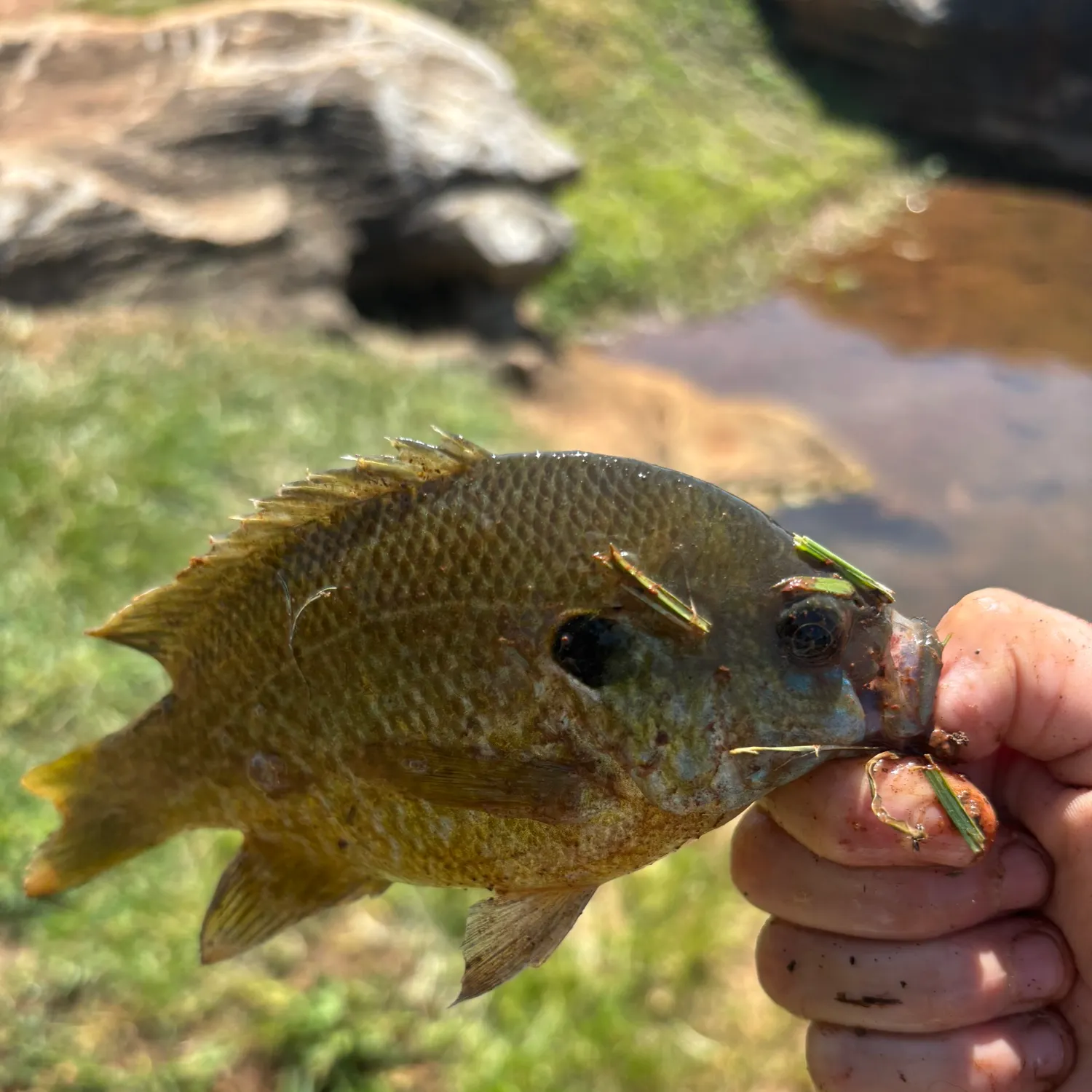 catch