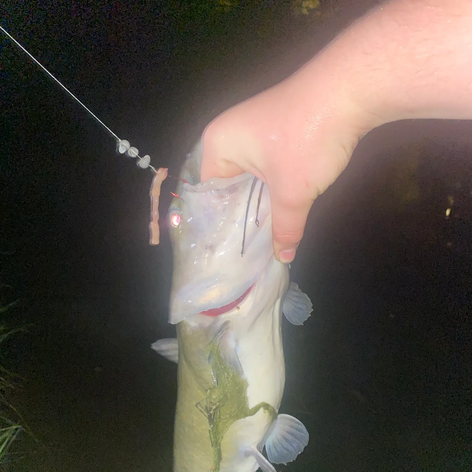Flathead catfish caught on Fishbrain