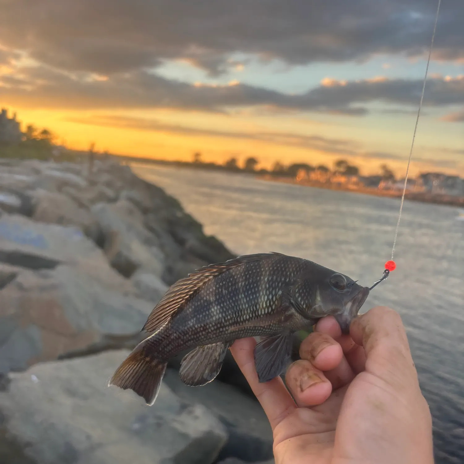 The most recent Black sea bass catches on Fishbrain