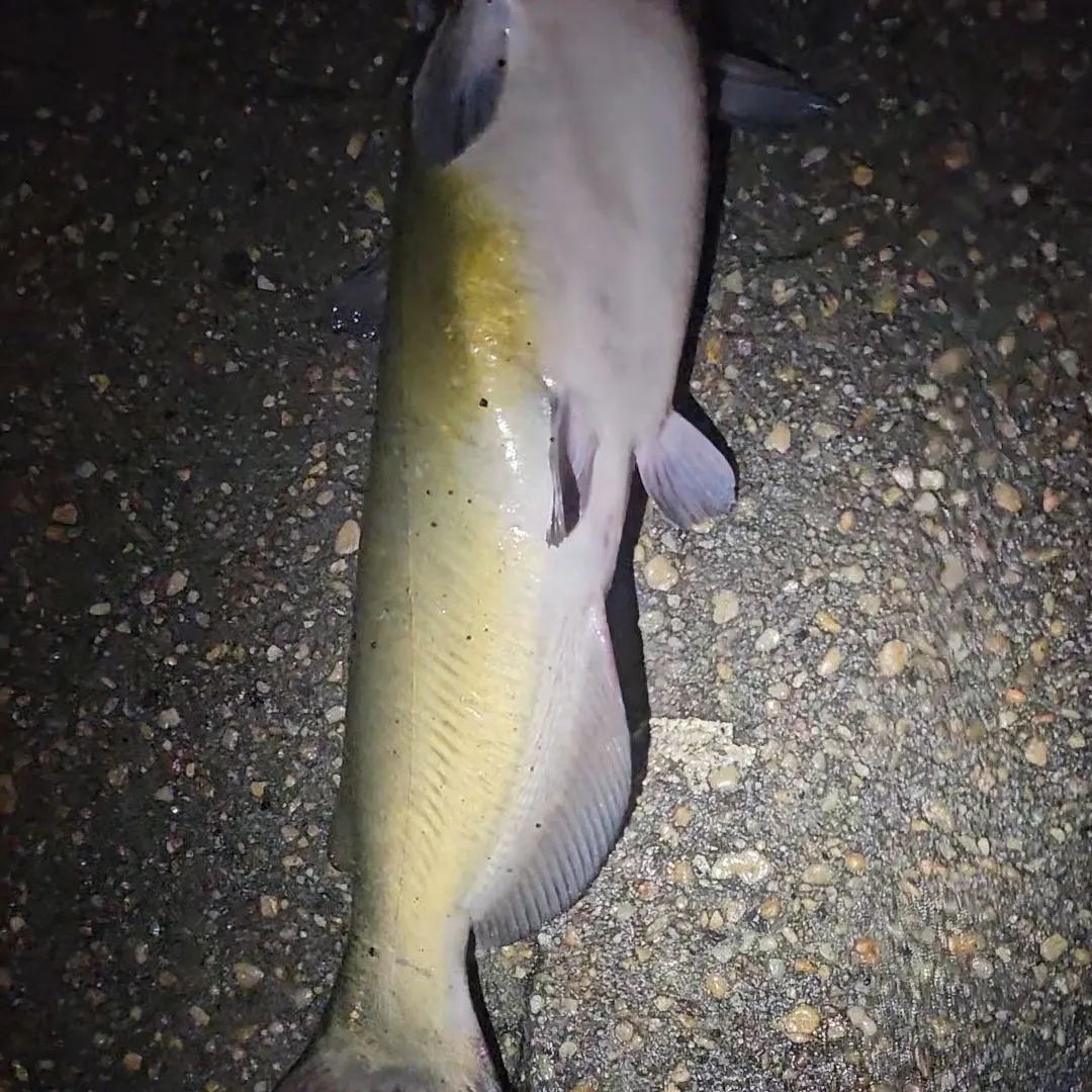 Channel catfish caught on Fishbrain