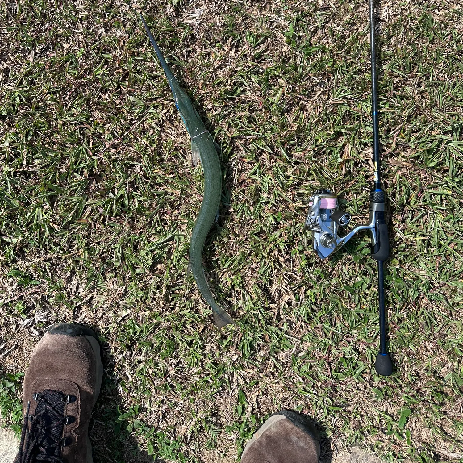 The most recent Hound needlefish catches on Fishbrain