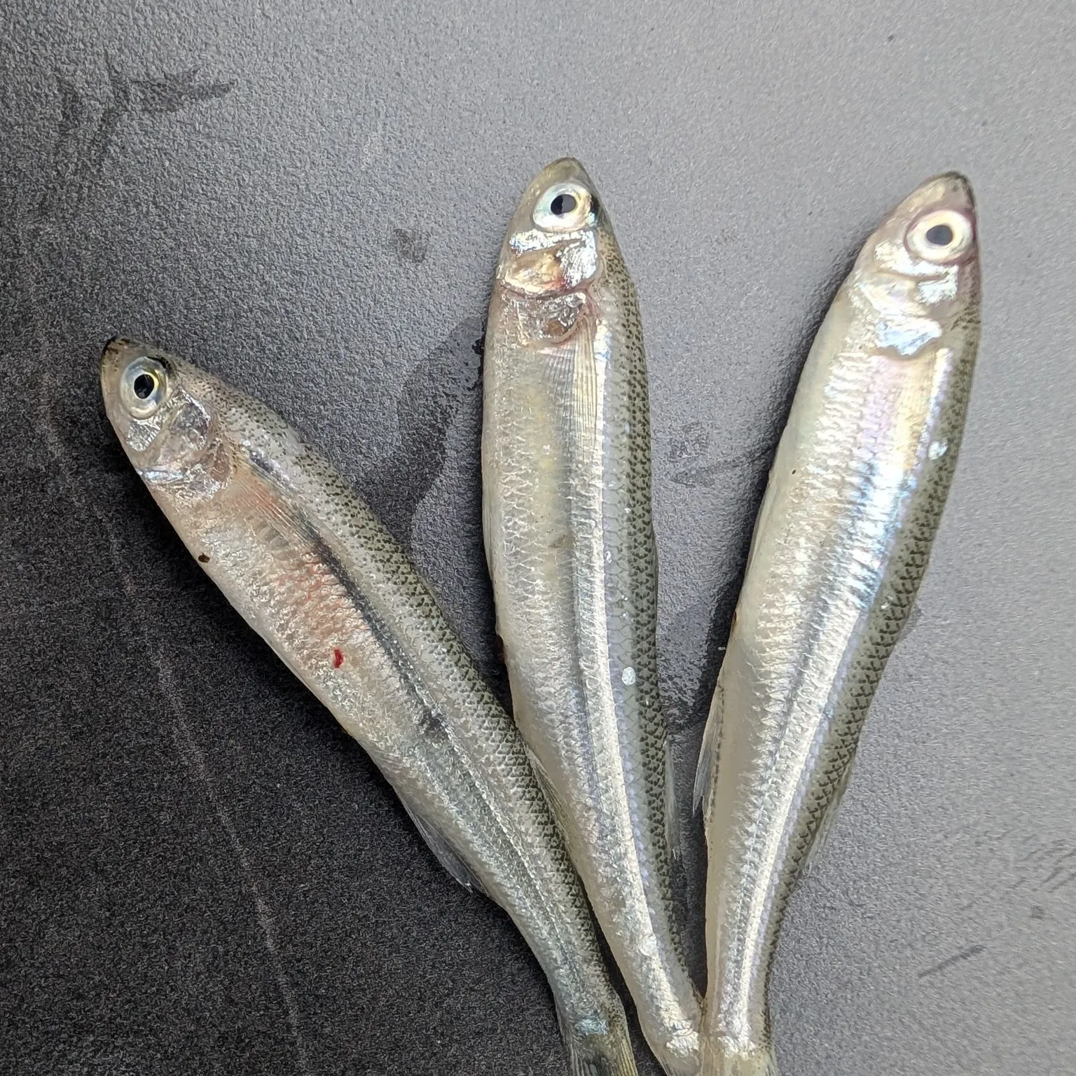 The most recent Sand smelt catches on Fishbrain
