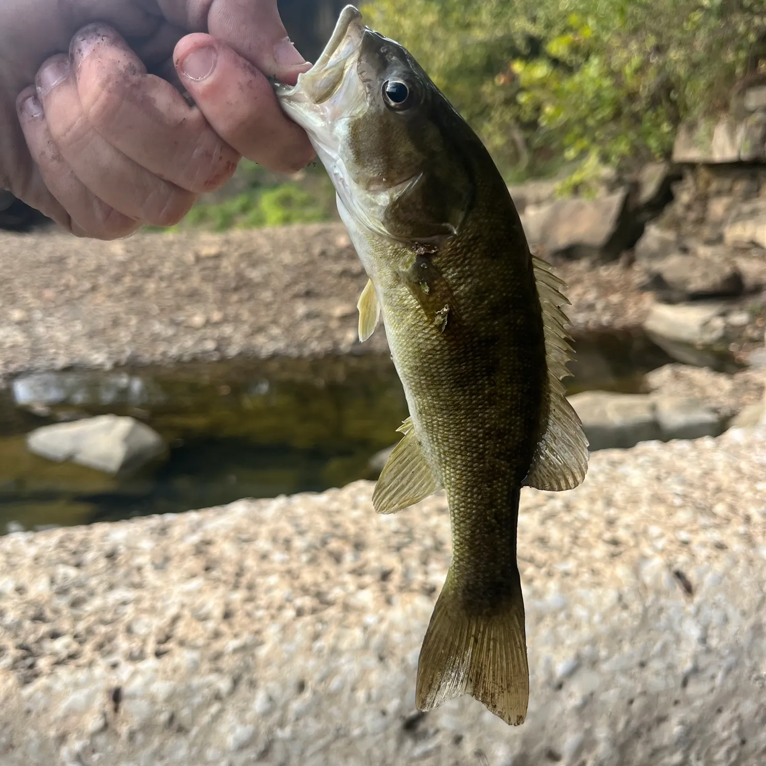 Smallmouth bass caught on Fishbrain