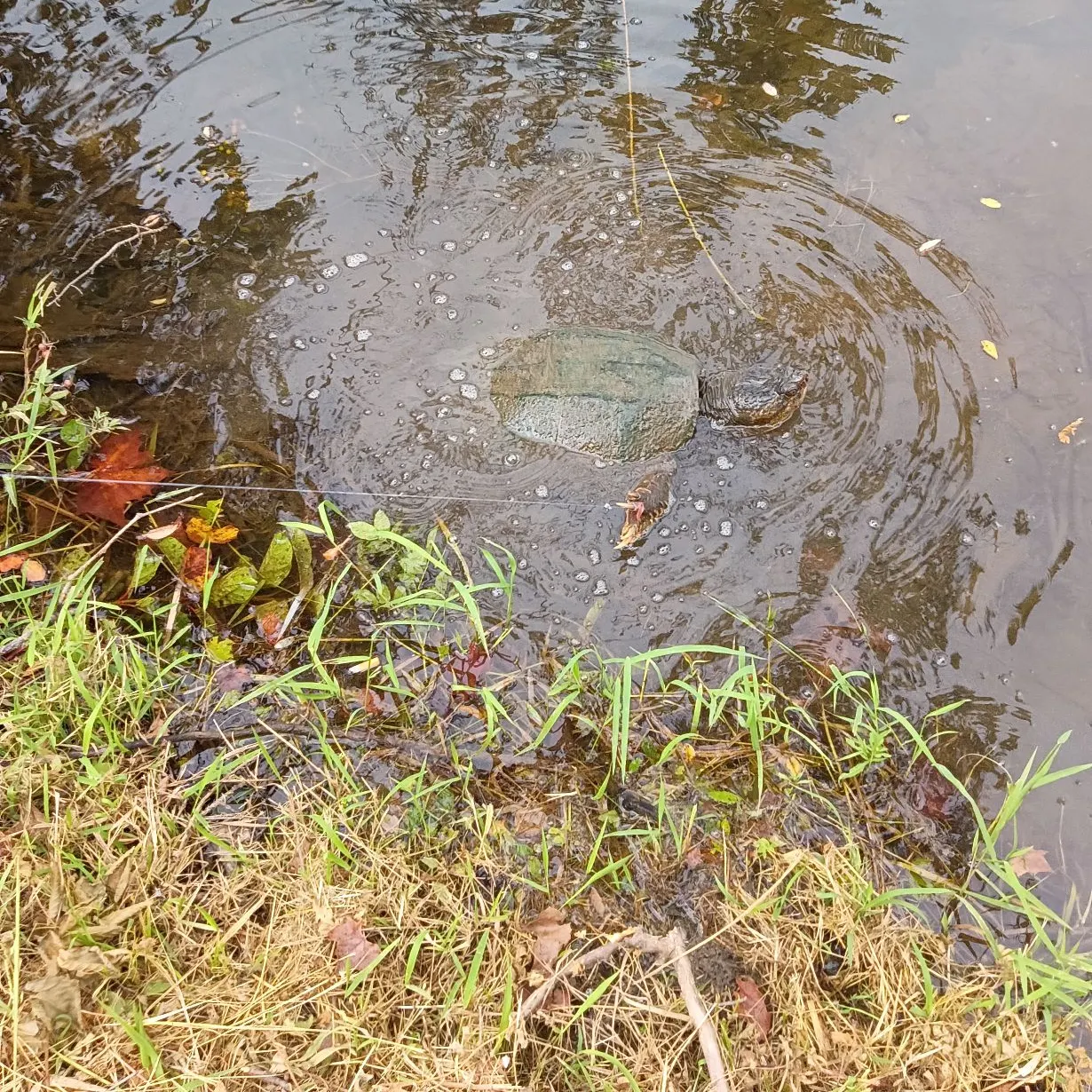 Common snapping turtle caught on Fishbrain