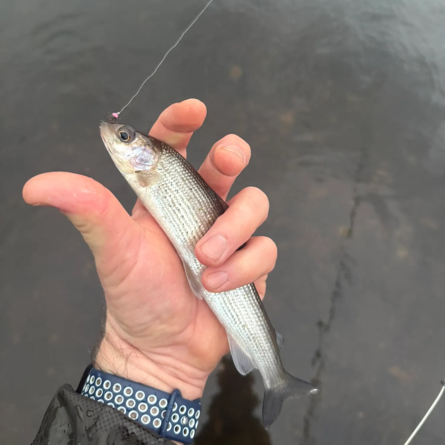 The most recent European grayling catches on Fishbrain