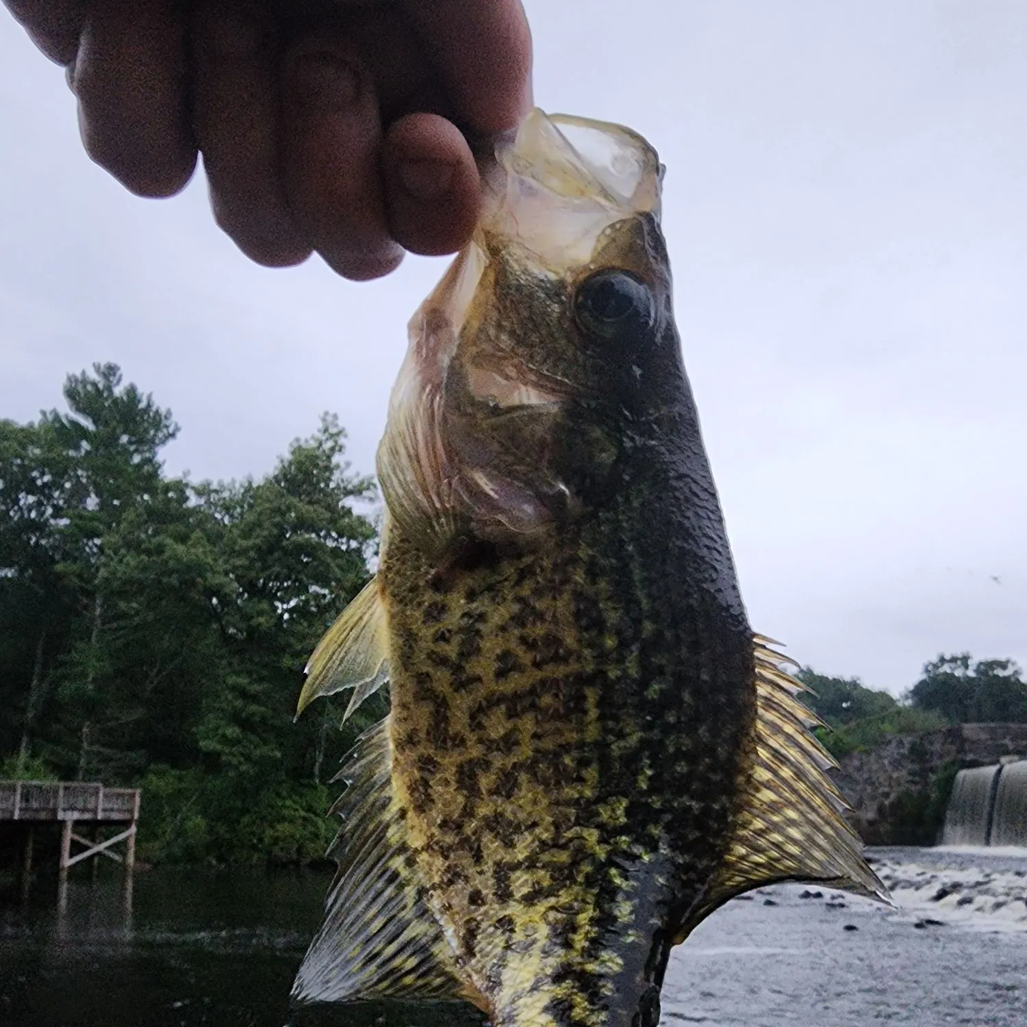 Black crappie caught on Fishbrain