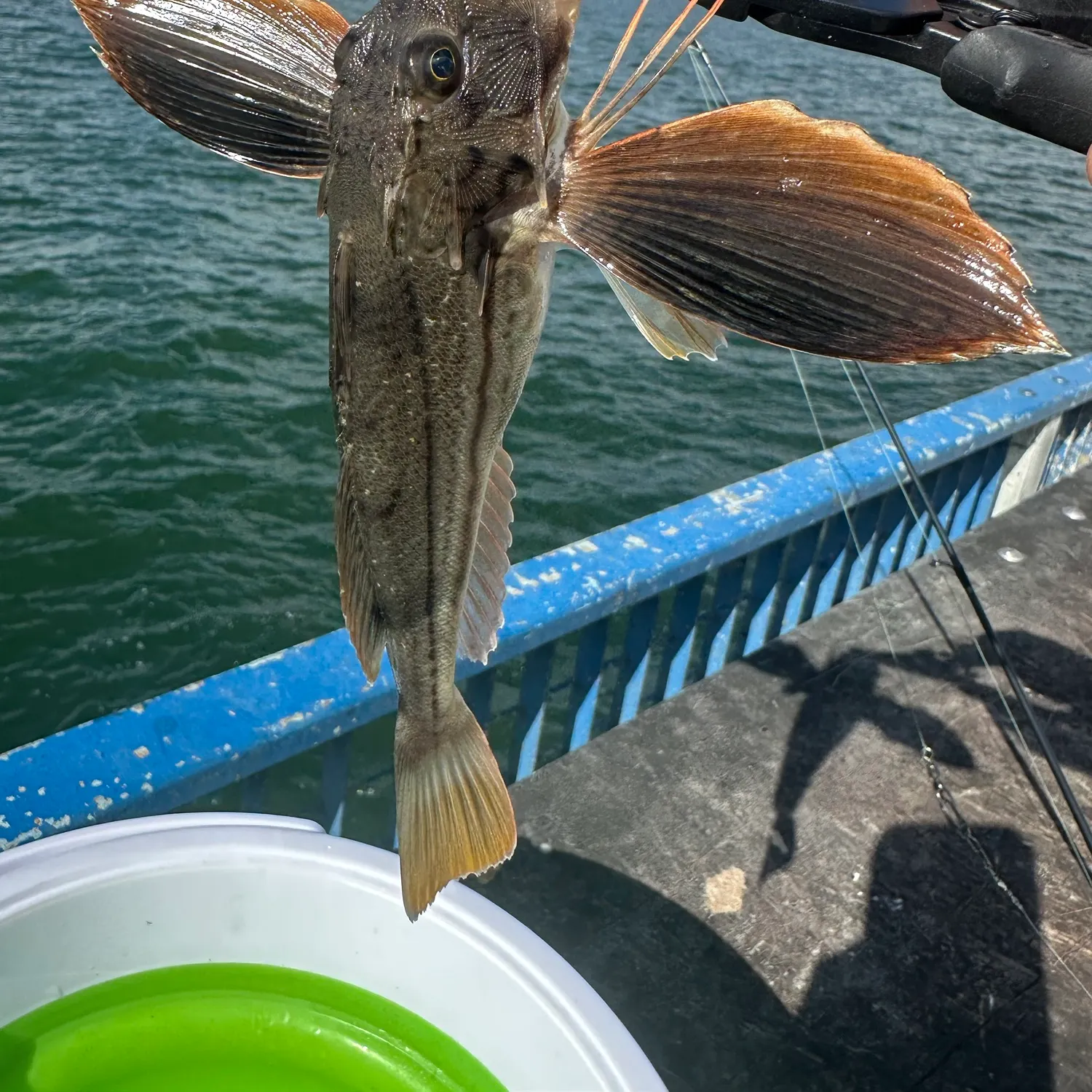 catch