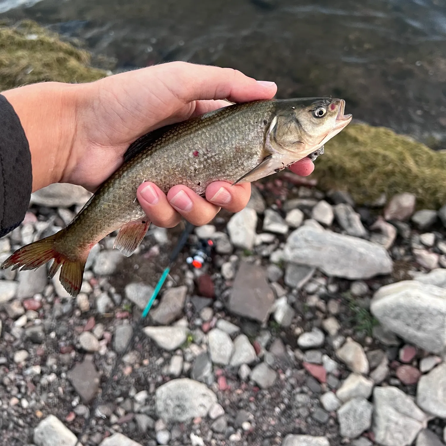 Utah chub caught on Fishbrain