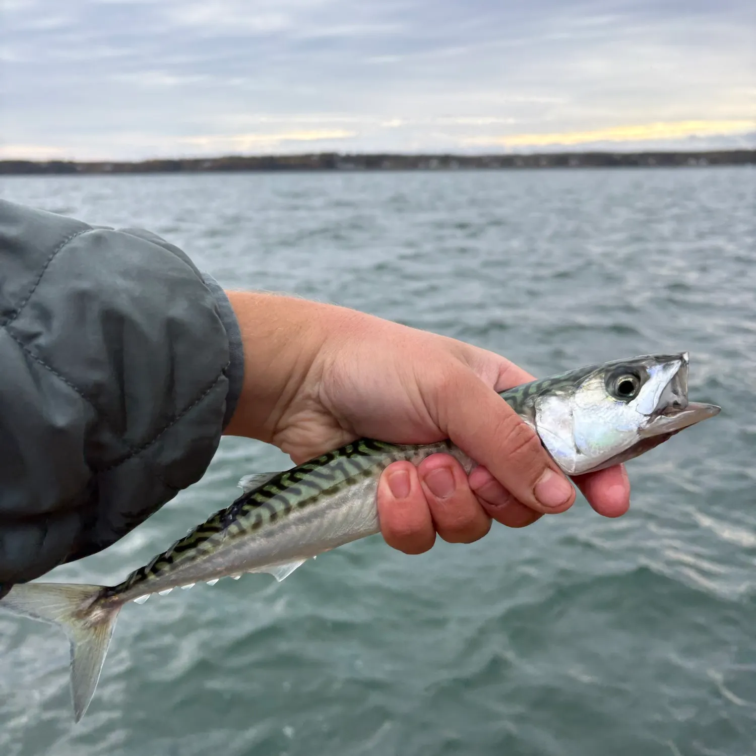 Atlantic mackerel caught on Fishbrain