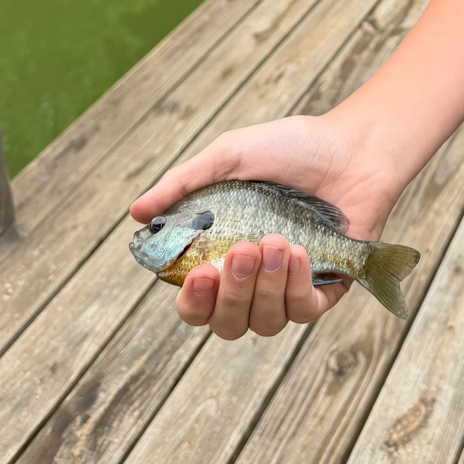 Bluegill caught on Fishbrain