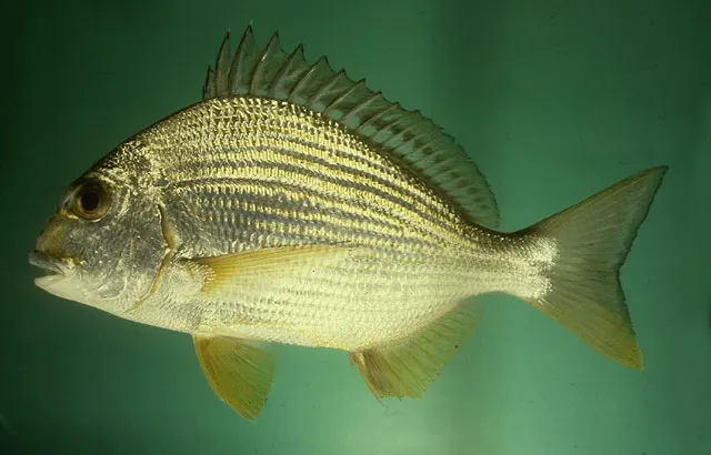 Goldlined seabream