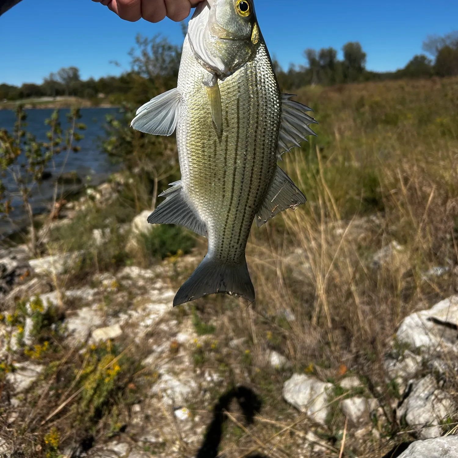 Wiper caught on Fishbrain