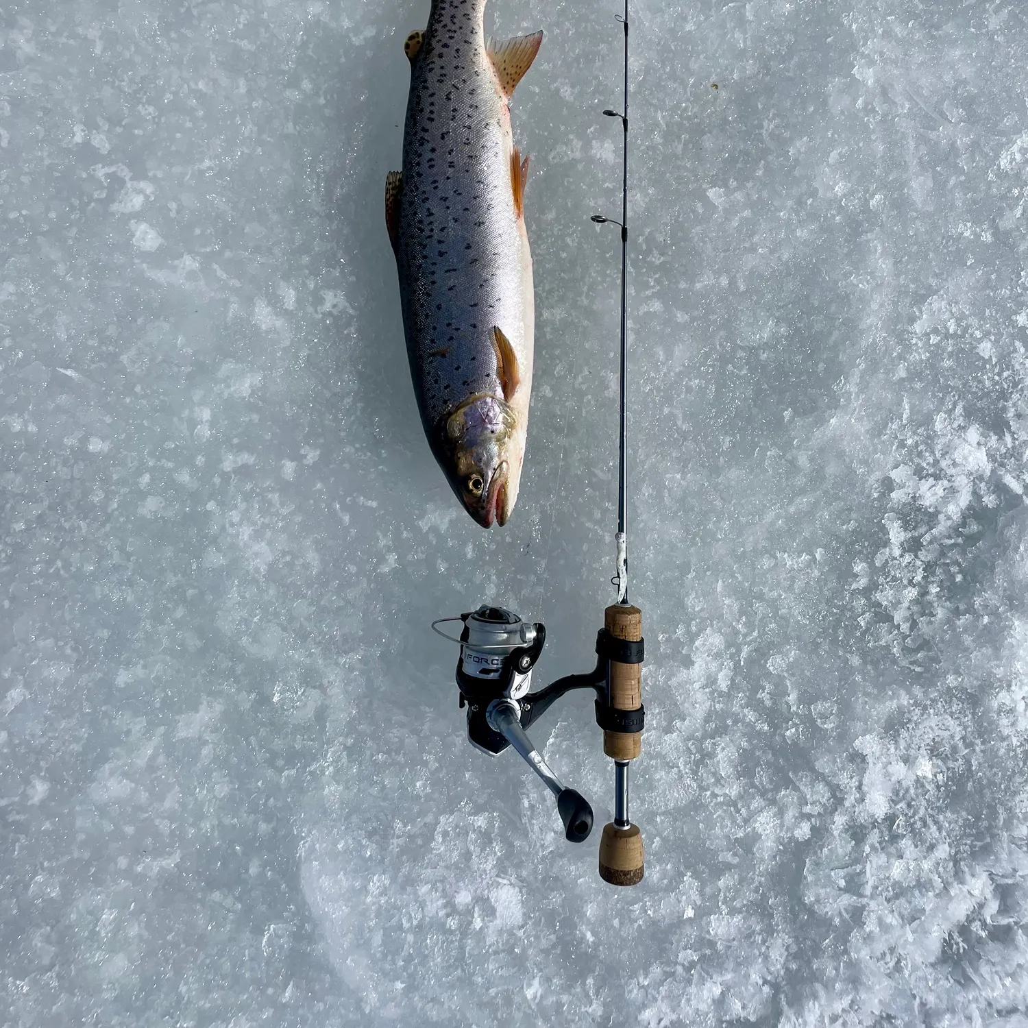 The most recent Bear Lake cutthroat trout catches on Fishbrain