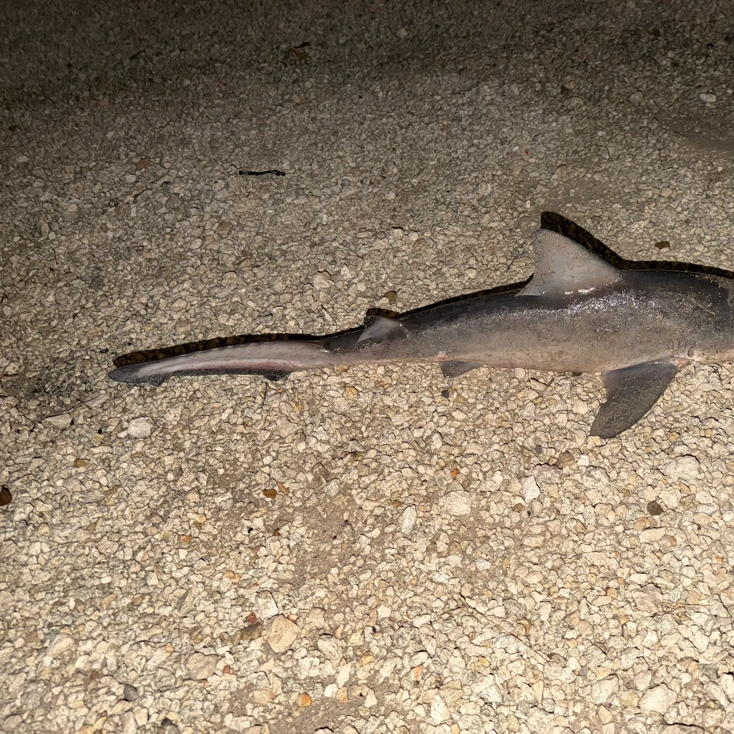 Blacktip shark caught on Fishbrain