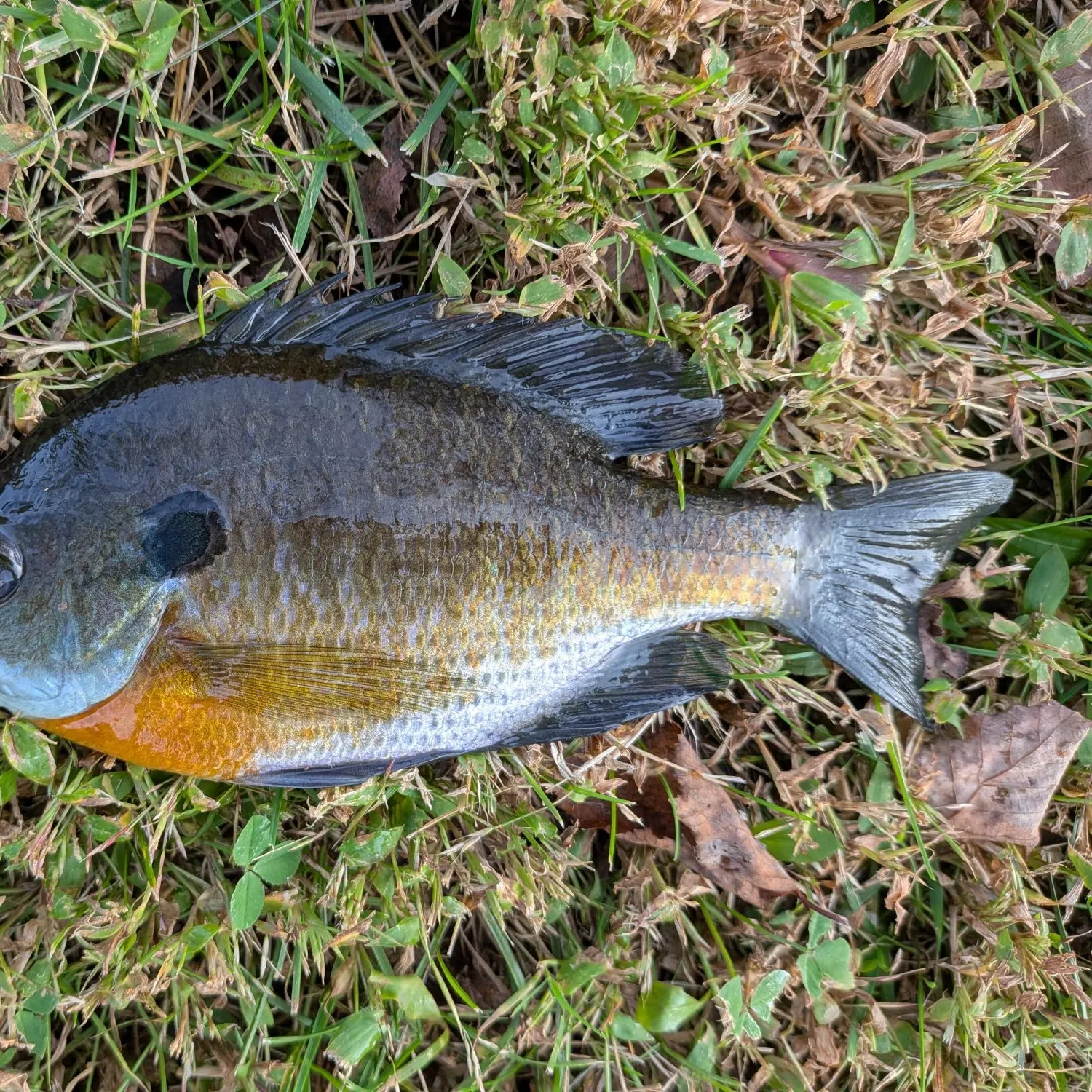 Bluegill caught on Fishbrain