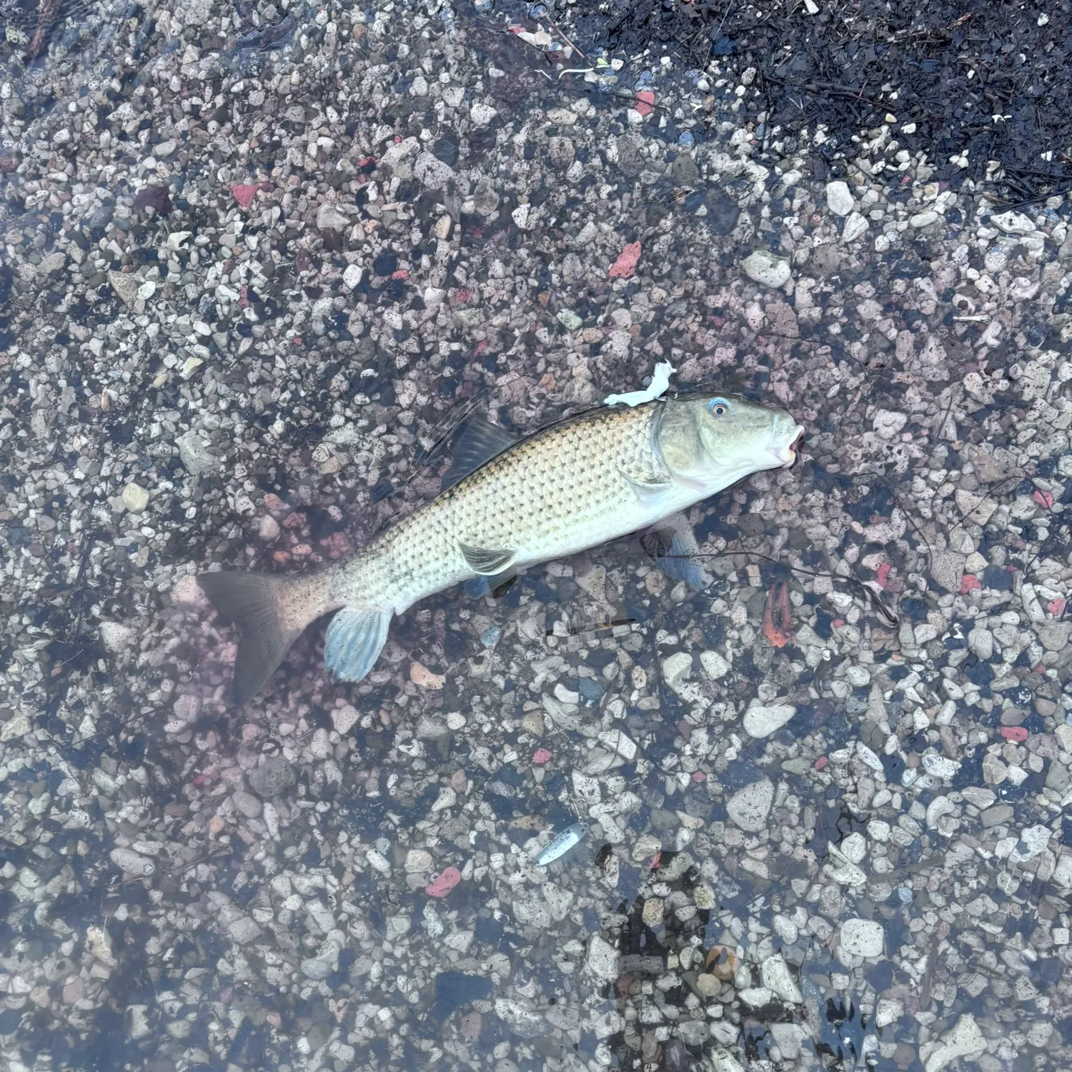 The most recent Spotted sucker catches on Fishbrain