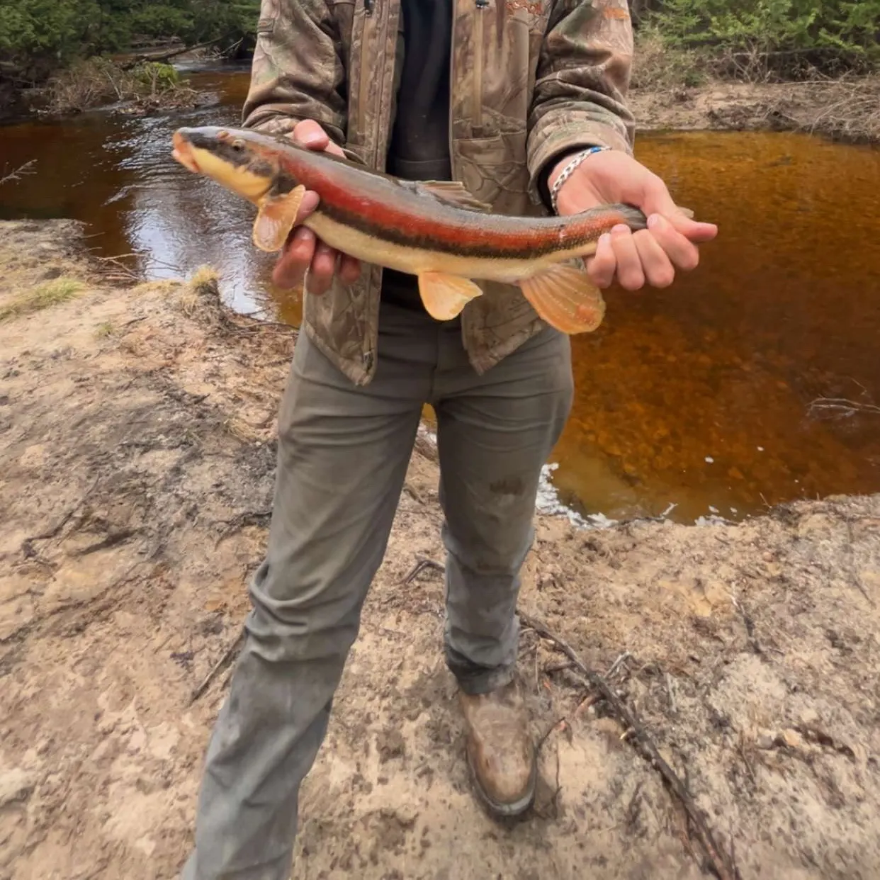 The most recent Longnose sucker catches on Fishbrain