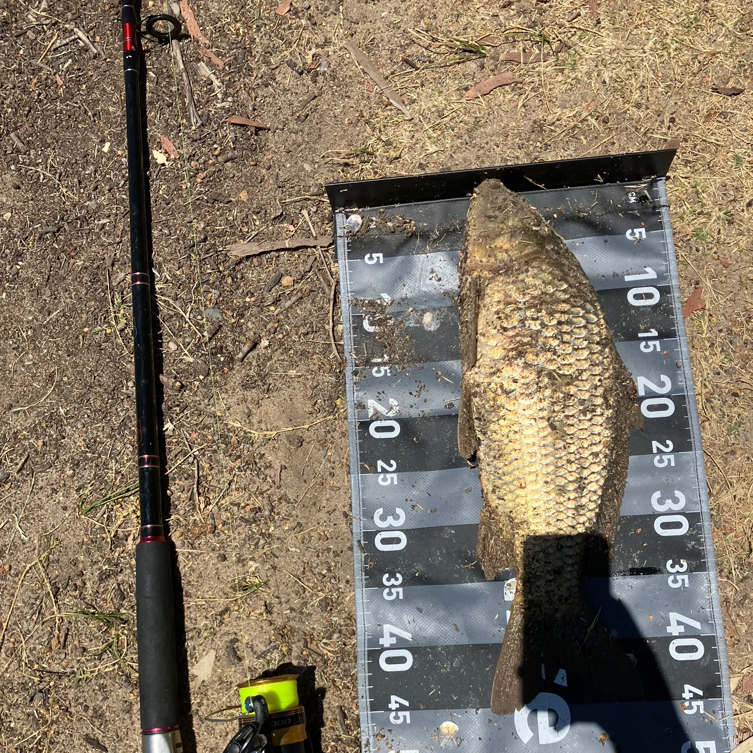 The most recent Common carp catches on Fishbrain