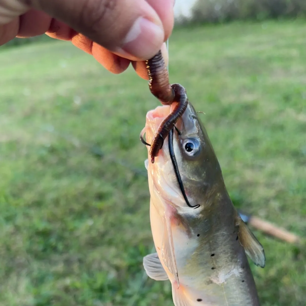 Channel catfish caught on Fishbrain