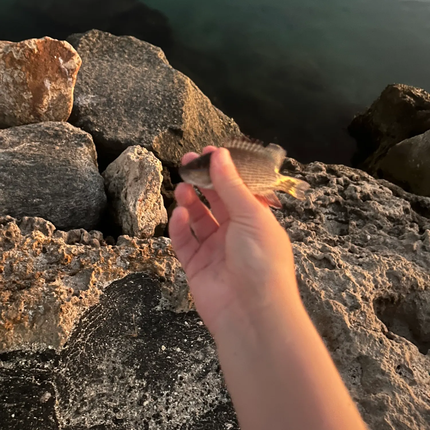 The most recent Mangrove snapper catches on Fishbrain