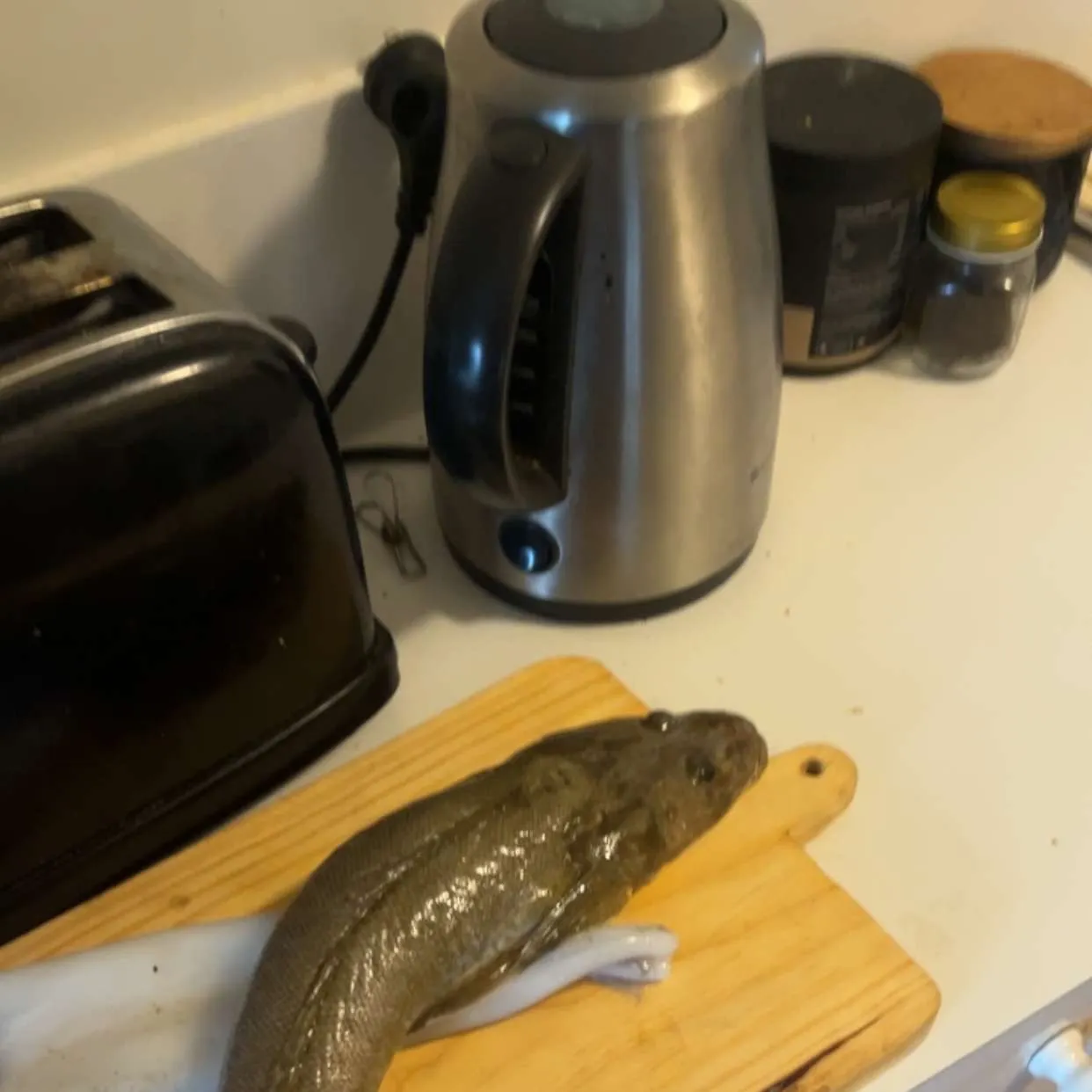 Dusky flathead caught on Fishbrain