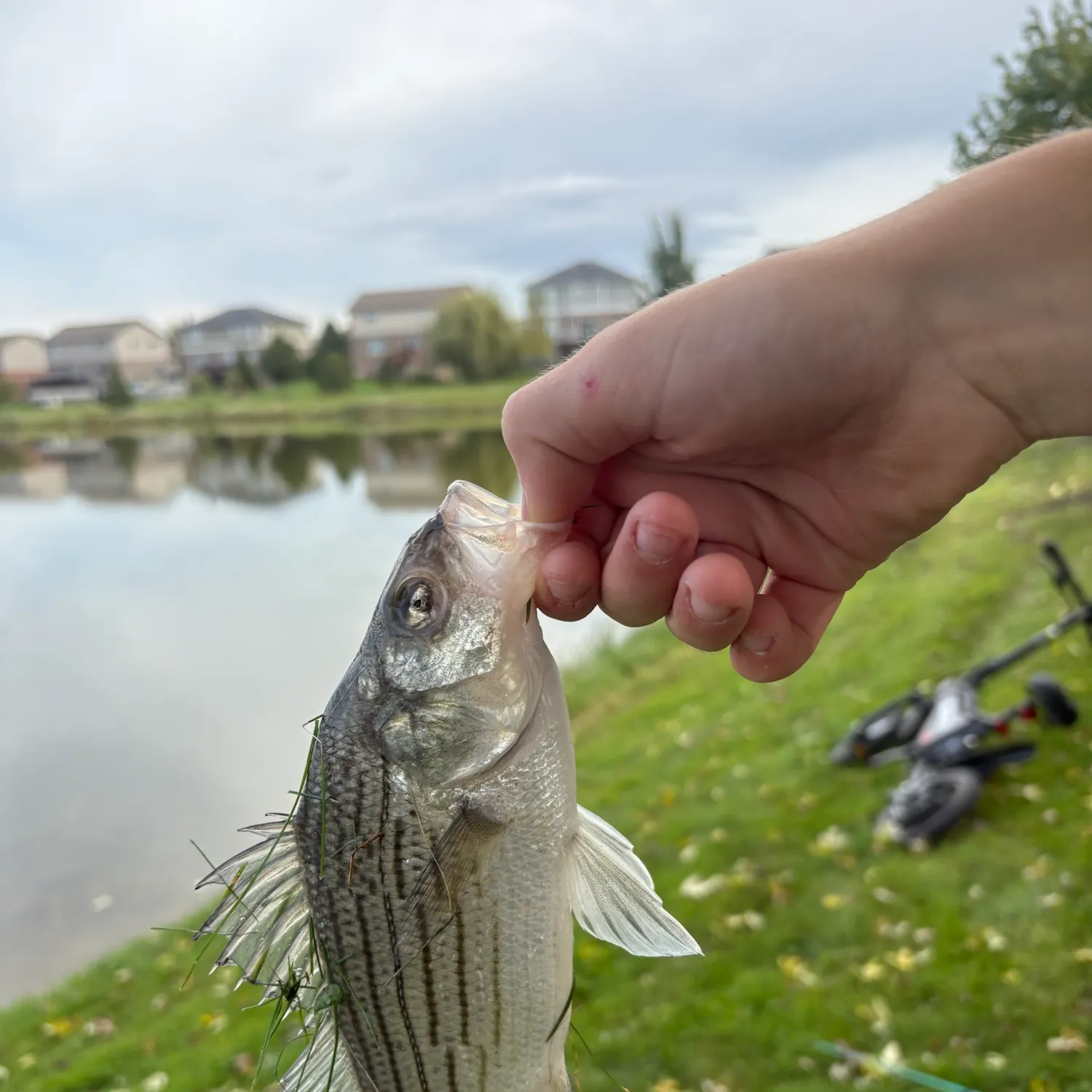 White bass caught on Fishbrain