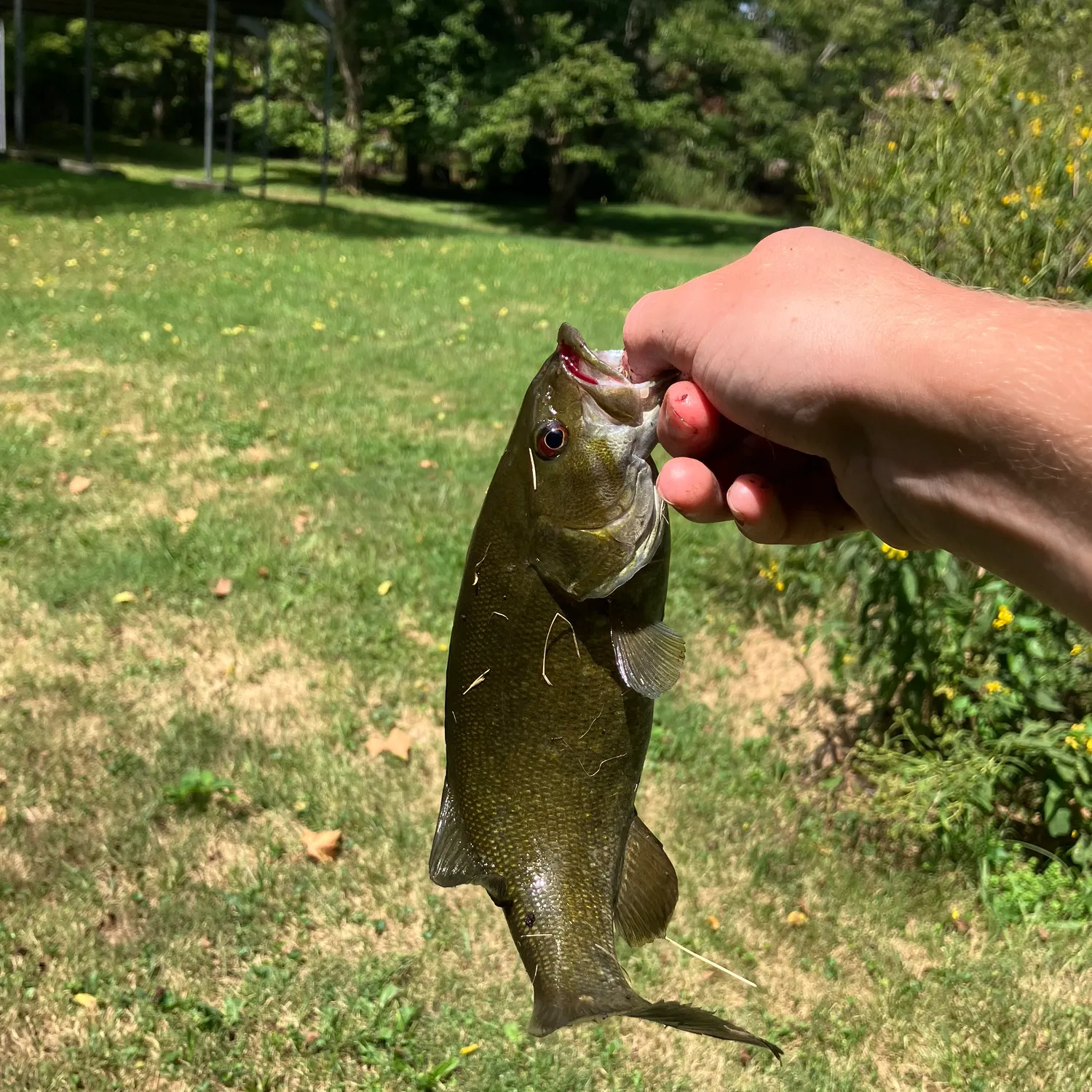 Smallmouth bass caught on Fishbrain