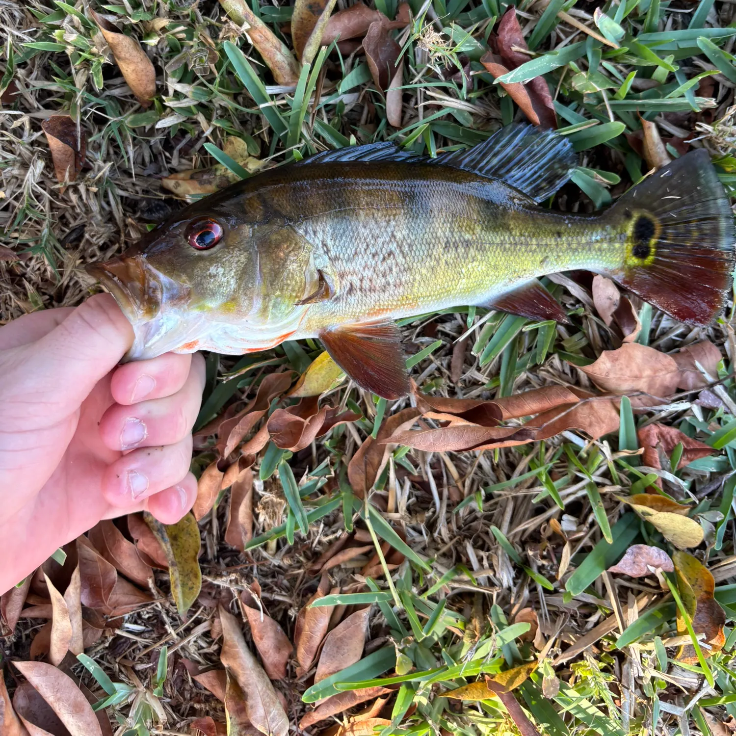 The most recent Butterfly peacock bass catches on Fishbrain