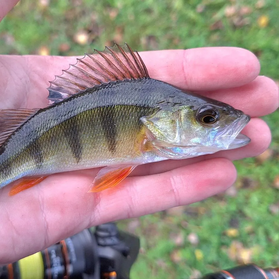 European perch caught on Fishbrain