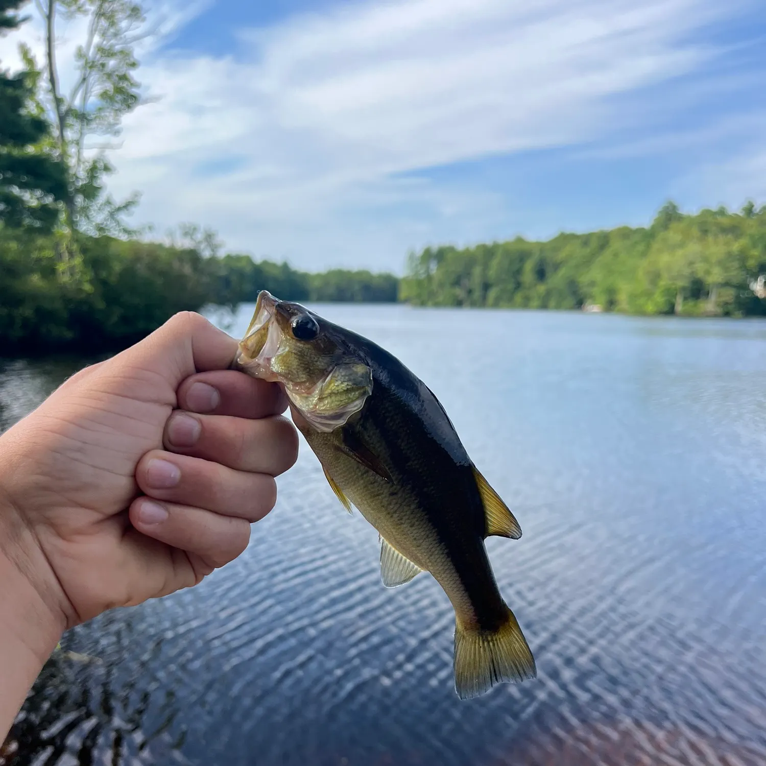 Largemouth bass caught on Fishbrain