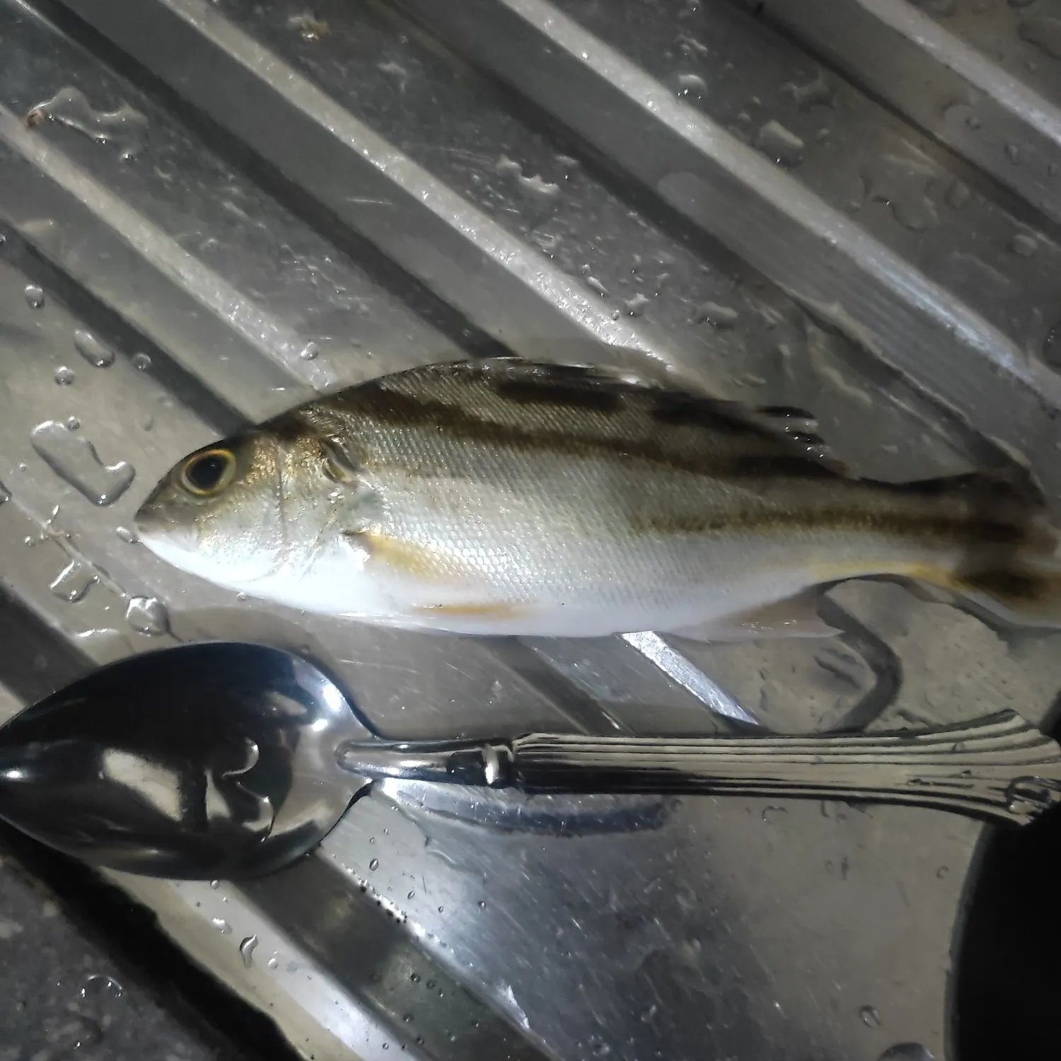 The most recent Jarbua terapon catches on Fishbrain