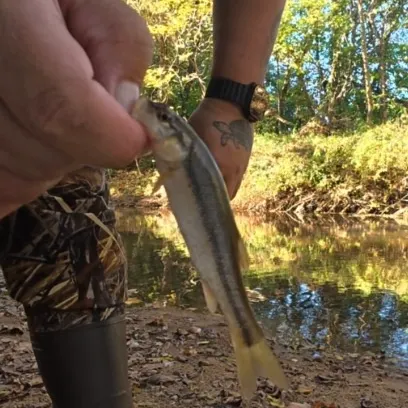 Creek chub caught on Fishbrain
