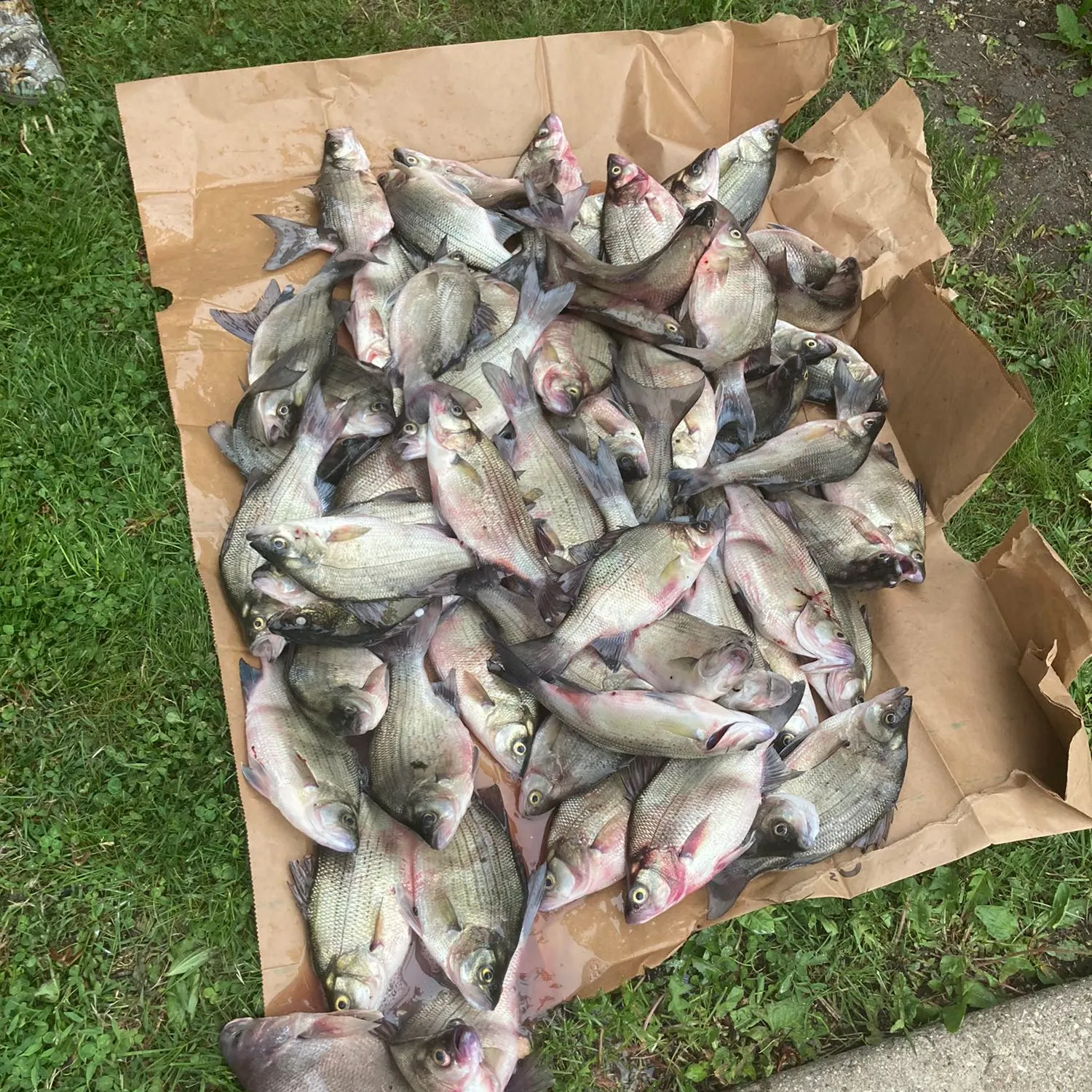 recently logged catches