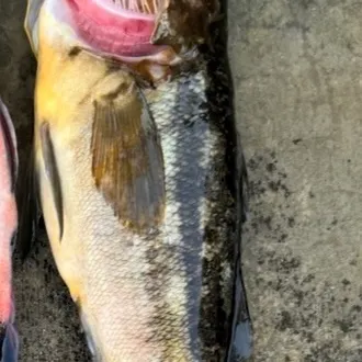 The most recent Kelp bass catches on Fishbrain