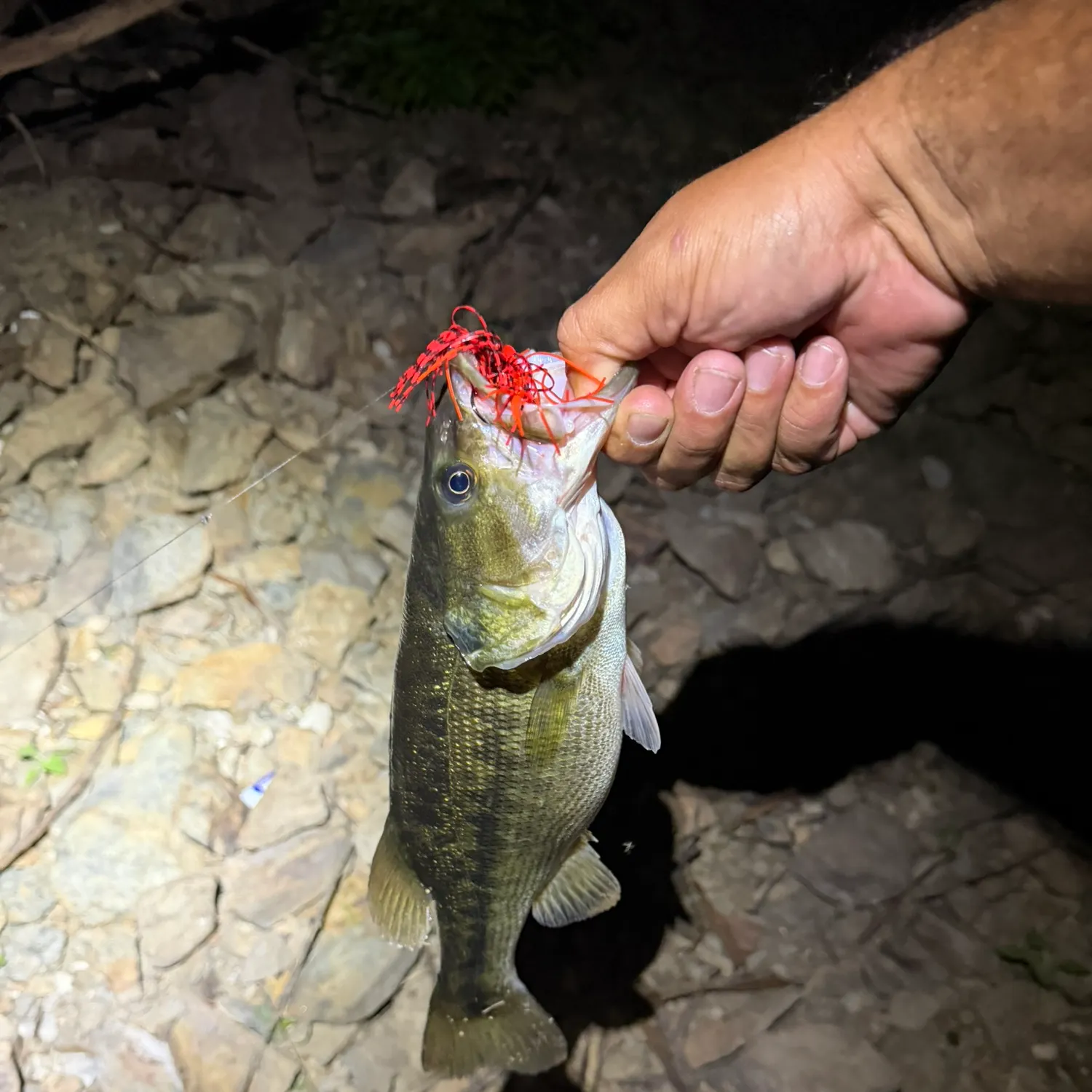 Spotted bass caught on Fishbrain
