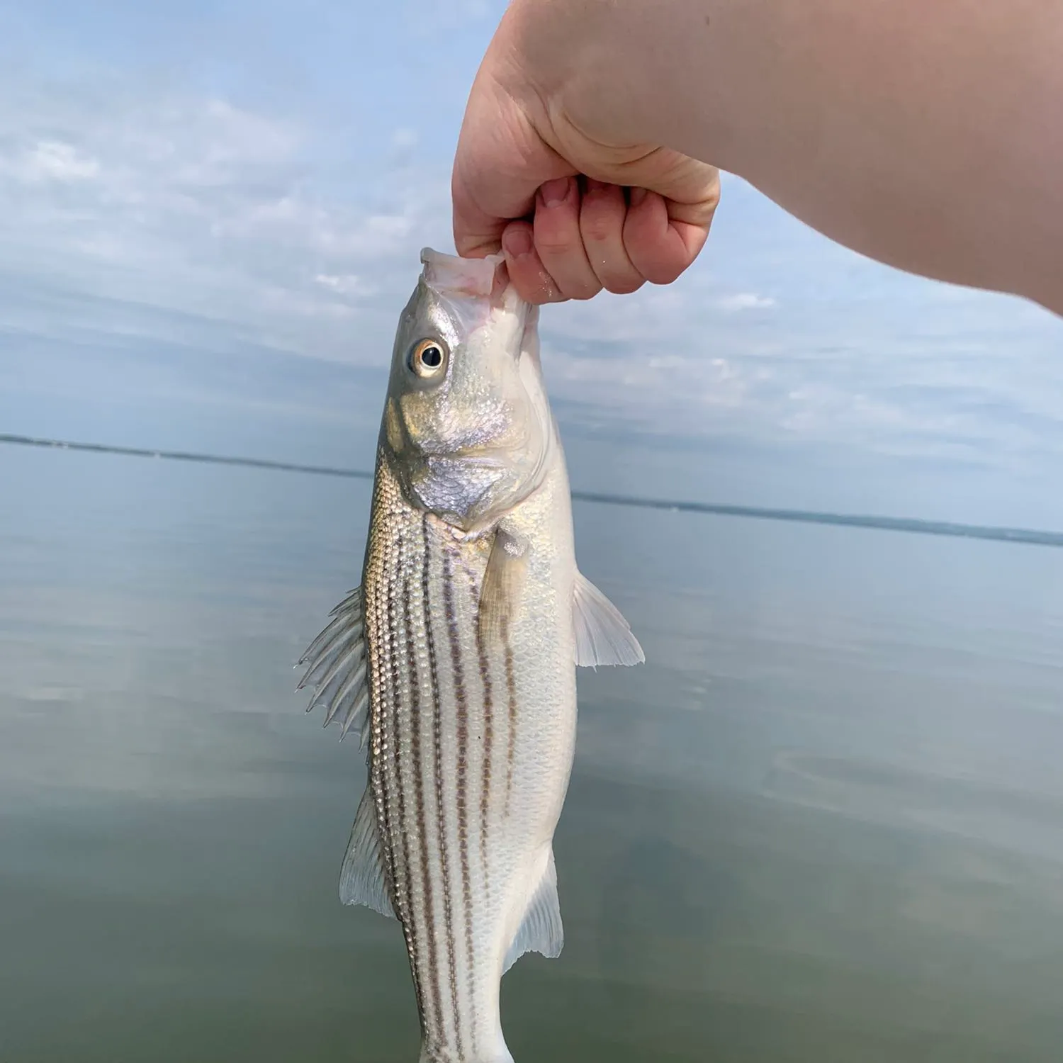 angler catch