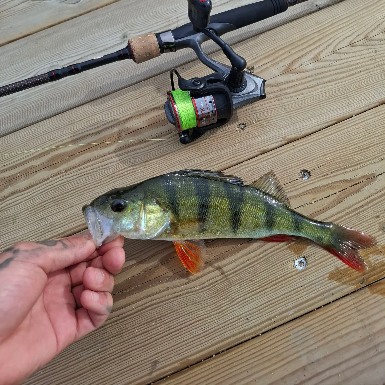 European perch caught on Fishbrain