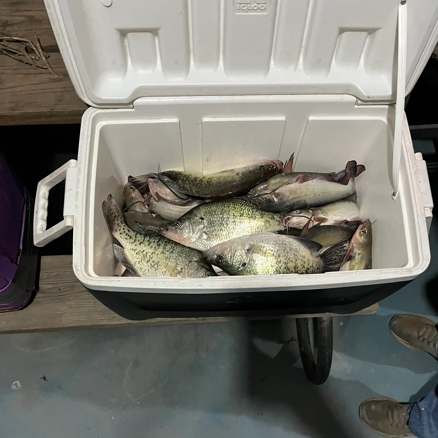 recently logged catches