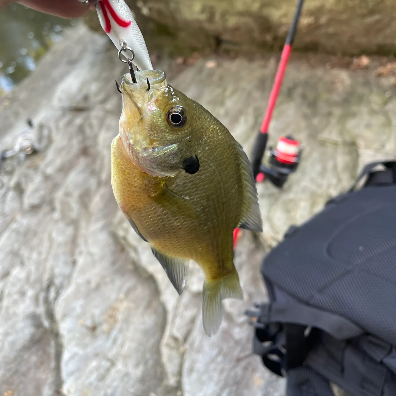 Redbreast sunfish caught on Fishbrain
