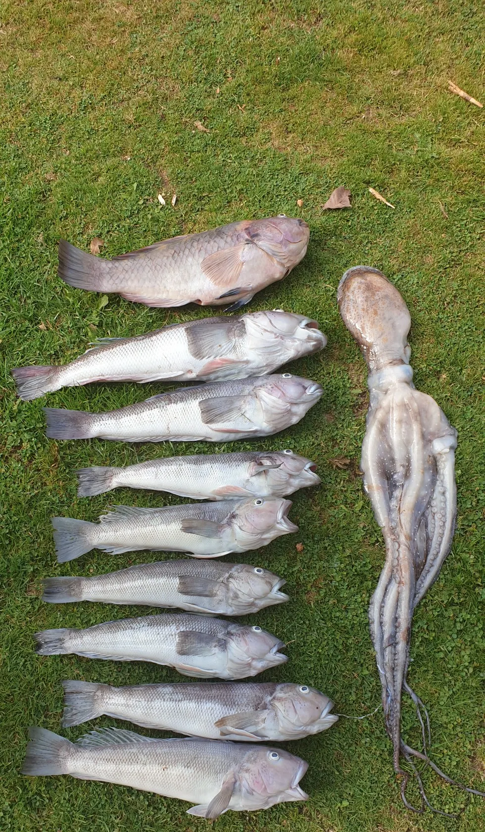 recently logged catches