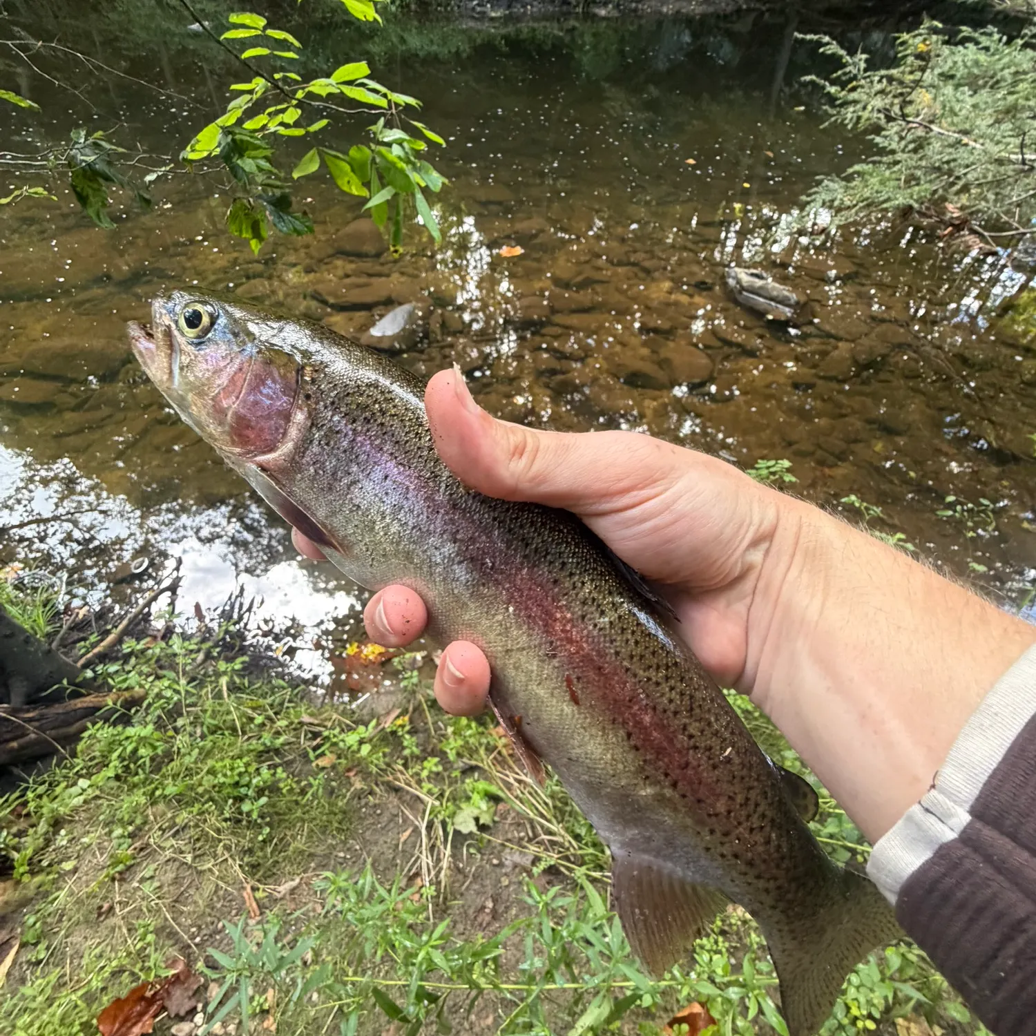 Rainbow trout caught on Fishbrain