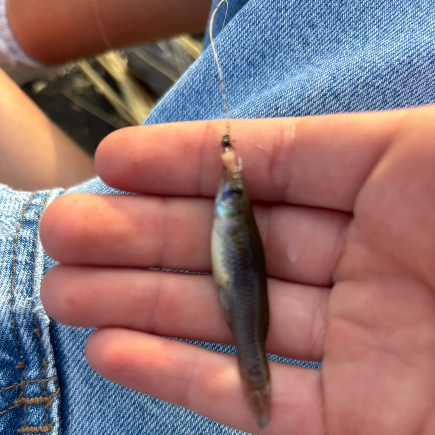 The most recent Russetfin topminnow catches on Fishbrain