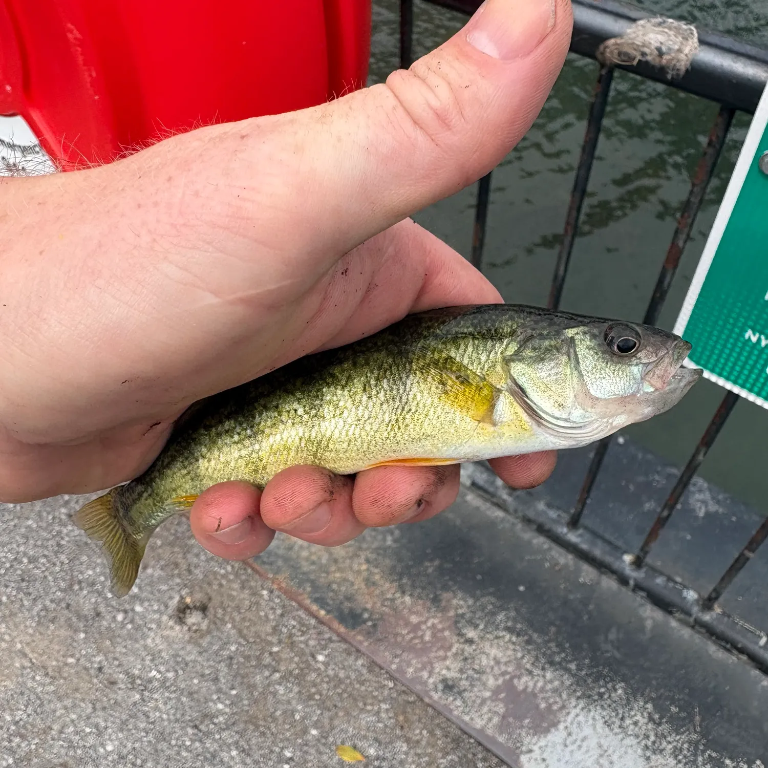 Yellow perch caught on Fishbrain
