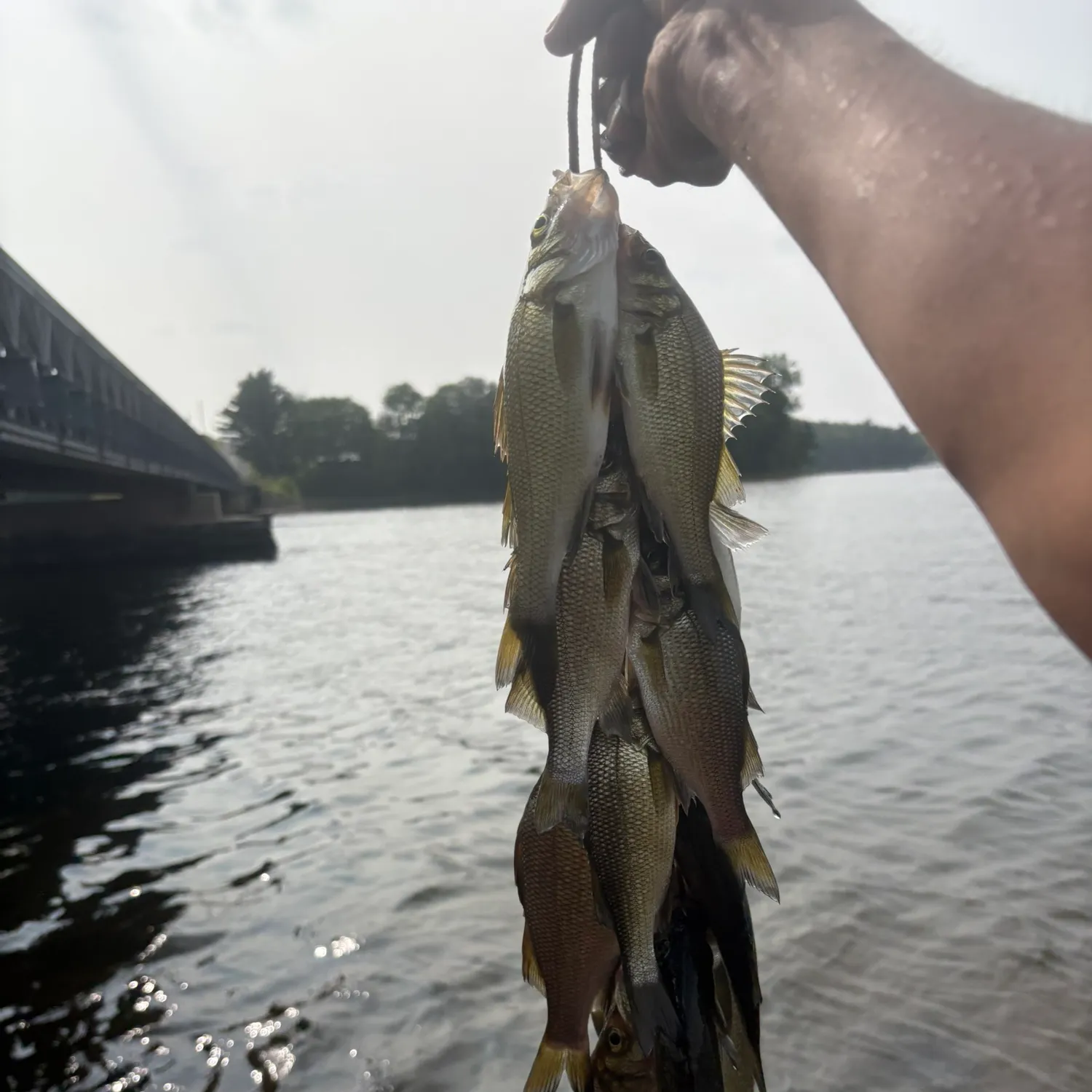 White perch caught on Fishbrain