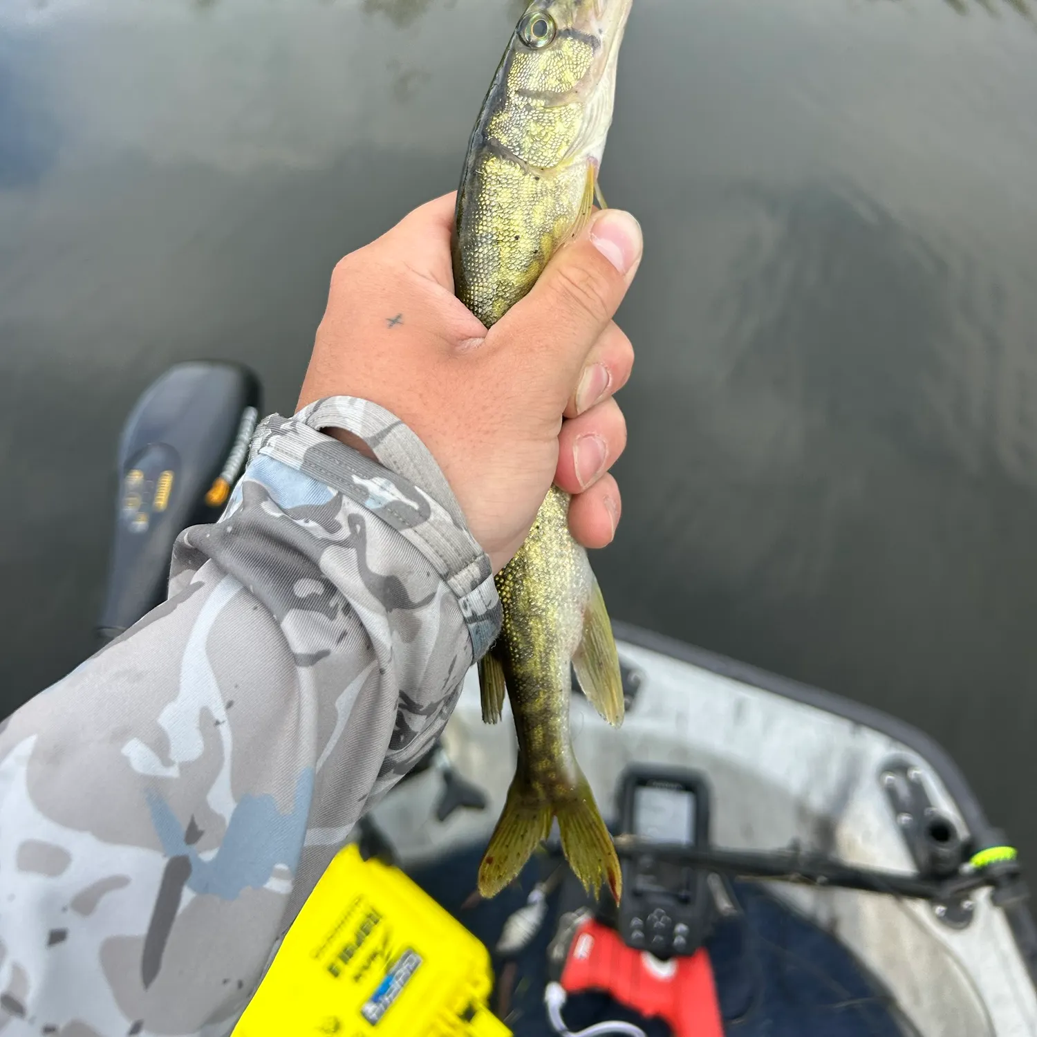 Chain pickerel caught on Fishbrain