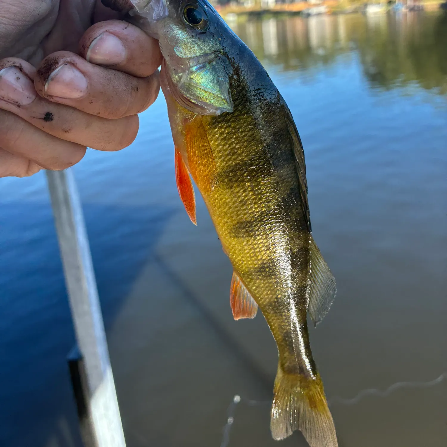 Yellow perch caught on Fishbrain