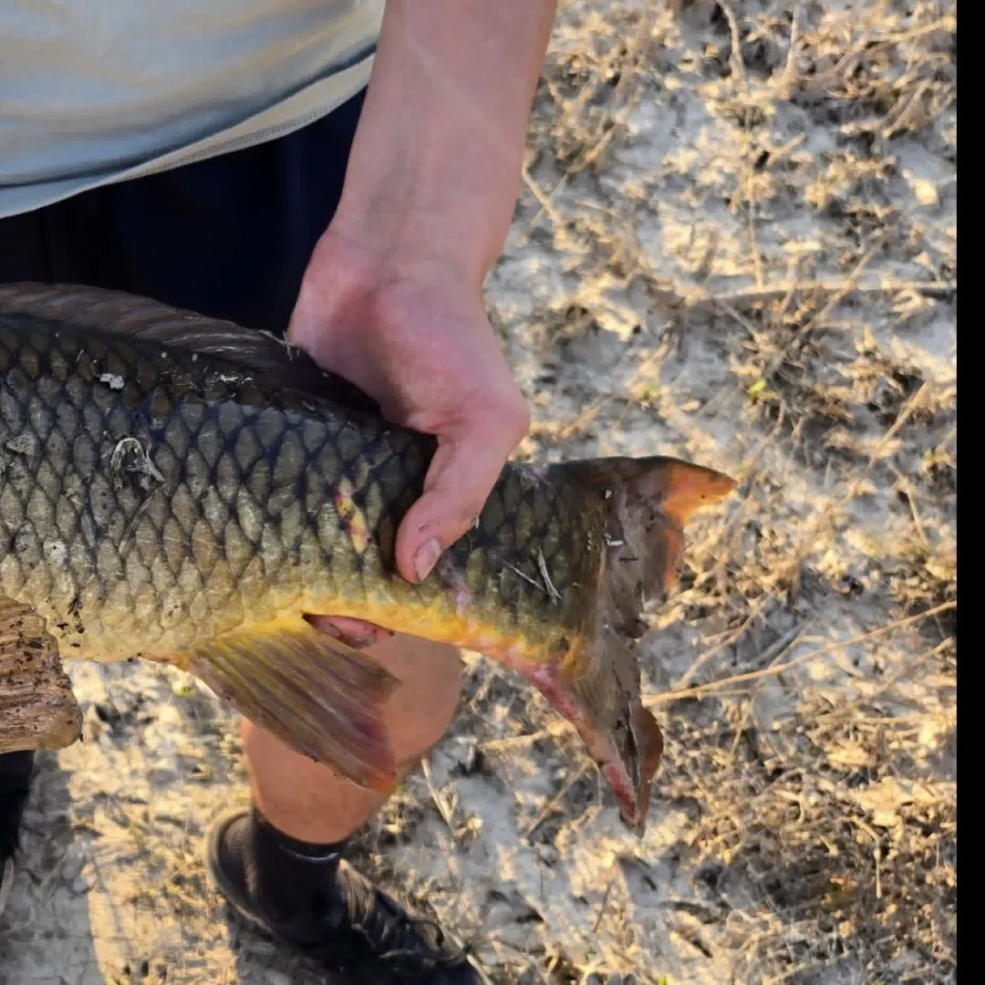 Common carp caught on Fishbrain